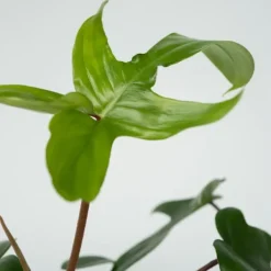 Discount Filodendron - Philodendron 'Florida Green' - Højde 20-30cm - ⌀12cm Krukkeplanter Indendørs