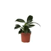 Krukkeplanter Indendørs^Filodendron - Philodendron 'Green Princess' - Højde 20-30cm - ⌀12cm