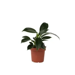Krukkeplanter Indendørs^Filodendron - Philodendron 'Green Princess' - Højde 20-30cm - ⌀12cm