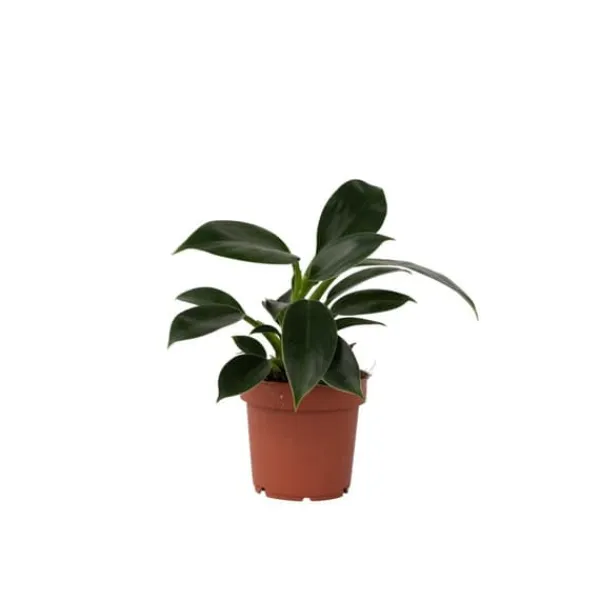 Krukkeplanter Indendørs^Filodendron - Philodendron 'Green Princess' - Højde 20-30cm - ⌀12cm