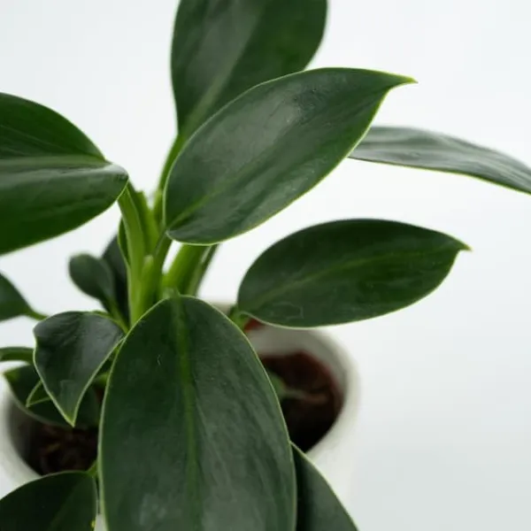 Krukkeplanter Indendørs^Filodendron - Philodendron 'Green Princess' - Højde 20-30cm - ⌀12cm