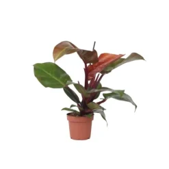 Outlet Filodendron - Philodendron 'Sun Light' - Højde 20-30cm - ⌀12cm Krukkeplanter Indendørs