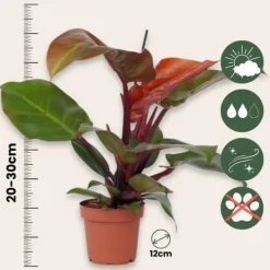 Outlet Filodendron - Philodendron 'Sun Light' - Højde 20-30cm - ⌀12cm Krukkeplanter Indendørs
