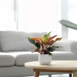 Outlet Filodendron - Philodendron 'Sun Light' - Højde 20-30cm - ⌀12cm Krukkeplanter Indendørs