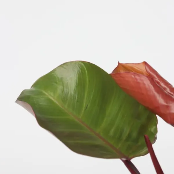 Outlet Filodendron - Philodendron 'Sun Light' - Højde 20-30cm - ⌀12cm Krukkeplanter Indendørs