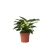 Krukkeplanter Indendørs^Filodendron - Philodendron 'White Wave' - Højde 25-40cm - ⌀12cm