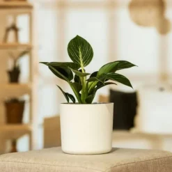 Krukkeplanter Indendørs^Filodendron - Philodendron 'White Wave' - Højde 25-40cm - ⌀12cm