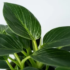 Krukkeplanter Indendørs^Filodendron - Philodendron 'White Wave' - Højde 25-40cm - ⌀12cm