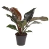 Outlet Filodendron - Philodendron 'Imperial Red' - Højde 50cm - ⌀19cm Krukkeplanter Indendørs