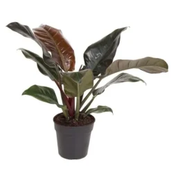 Outlet Filodendron - Philodendron 'Imperial Red' - Højde 50cm - ⌀19cm Krukkeplanter Indendørs
