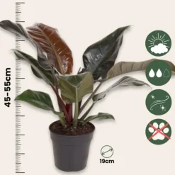 Outlet Filodendron - Philodendron 'Imperial Red' - Højde 50cm - ⌀19cm Krukkeplanter Indendørs
