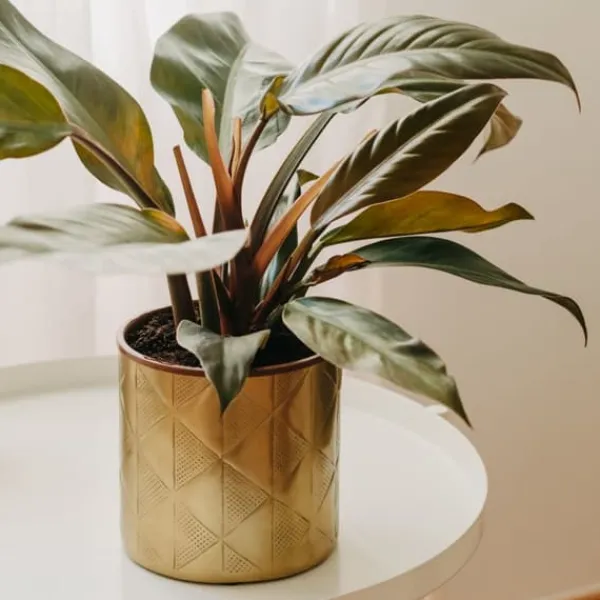 Outlet Filodendron - Philodendron 'Imperial Red' - Højde 50cm - ⌀19cm Krukkeplanter Indendørs