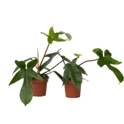 Krukkeplanter Indendørs^Filodendron - Sæt med 2 - Philodendron 'Florida Green' - Højde 20-30cm - ⌀12cm