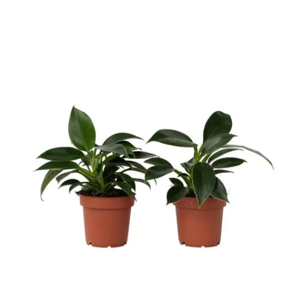 Krukkeplanter Indendørs^Filodendron - Sæt med 2 - Philodendron 'Green Princess' - Højde 20-30cm - ⌀12cm
