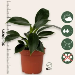 Krukkeplanter Indendørs^Filodendron - Sæt med 2 - Philodendron 'Green Princess' - Højde 20-30cm - ⌀12cm