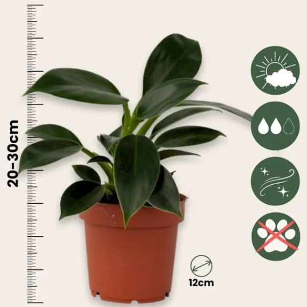 Krukkeplanter Indendørs^Filodendron - Sæt med 2 - Philodendron 'Green Princess' - Højde 20-30cm - ⌀12cm