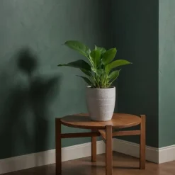 Krukkeplanter Indendørs^Filodendron - Sæt med 2 - Philodendron 'Green Princess' - Højde 20-30cm - ⌀12cm