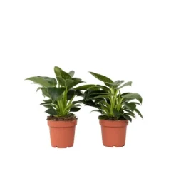 Krukkeplanter Indendørs^Filodendron - Sæt med 2 - Philodendron 'White Wave' - Højde 25-40cm - ⌀12cm