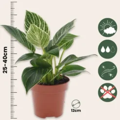 Krukkeplanter Indendørs^Filodendron - Sæt med 2 - Philodendron 'White Wave' - Højde 25-40cm - ⌀12cm