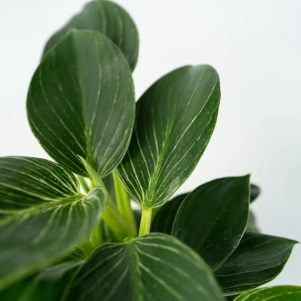 Krukkeplanter Indendørs^Filodendron - Sæt med 2 - Philodendron 'White Wave' - Højde 25-40cm - ⌀12cm