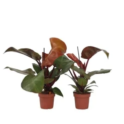 Krukkeplanter Indendørs^Filodendron - Sæt med 2 - Philodendron 'Sun Light' - Højde 20-30cm - ⌀12cm