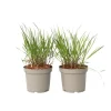 Discount Fingergræs - 2 stk. - Panicum Virgatum 'Squaw' - Højde 40-60cm - ⌀23cm Haveplanter