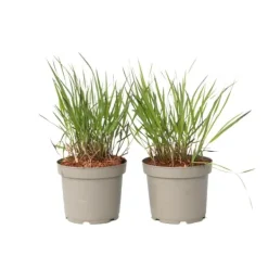 Discount Fingergræs - 2 stk. - Panicum Virgatum 'Squaw' - Højde 40-60cm - ⌀23cm Haveplanter