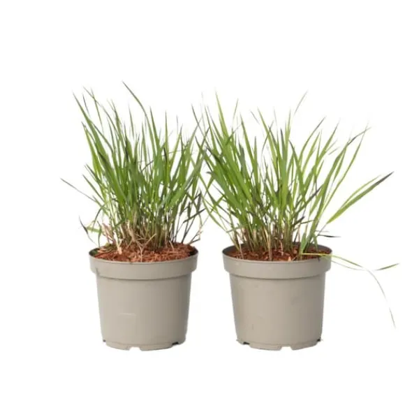 Discount Fingergræs - 2 stk. - Panicum Virgatum 'Squaw' - Højde 40-60cm - ⌀23cm Haveplanter