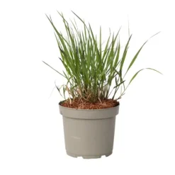 Best Fingergræs - Panicum Virgatum 'Squaw' - Højde 40-60cm - ⌀23cm Krukkeplanter Indendørs