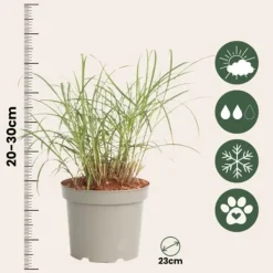 Best Fingergræs - Panicum Virgatum 'Squaw' - Højde 40-60cm - ⌀23cm Krukkeplanter Indendørs
