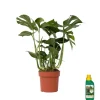 Krukkeplanter Indendørs^Fingerphilodendron - Monstera deliciosa - Højde 70-80cm - ⌀21cm