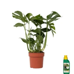 Krukkeplanter Indendørs^Fingerphilodendron - Monstera deliciosa - Højde 70-80cm - ⌀21cm