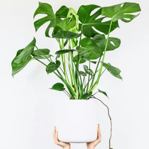 Krukkeplanter Indendørs^Fingerphilodendron - Monstera deliciosa - Højde 70-80cm - ⌀21cm