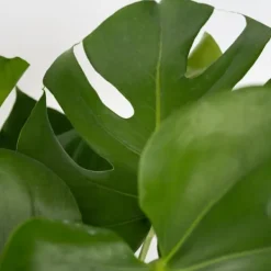 Krukkeplanter Indendørs^Fingerphilodendron - Monstera deliciosa - Højde 70-80cm - ⌀21cm