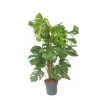 Clearance Fingerphilodendron - Monstera deliciosa - Højde 120-130cm - ⌀24cm Krukkeplanter Indendørs