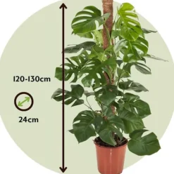 Clearance Fingerphilodendron - Monstera deliciosa - Højde 120-130cm - ⌀24cm Krukkeplanter Indendørs