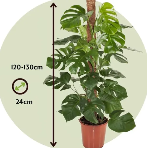 Clearance Fingerphilodendron - Monstera deliciosa - Højde 120-130cm - ⌀24cm Krukkeplanter Indendørs