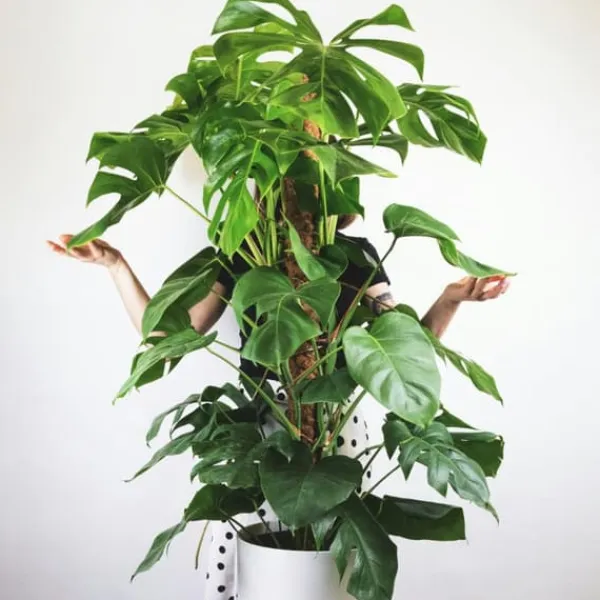 Clearance Fingerphilodendron - Monstera deliciosa - Højde 120-130cm - ⌀24cm Krukkeplanter Indendørs