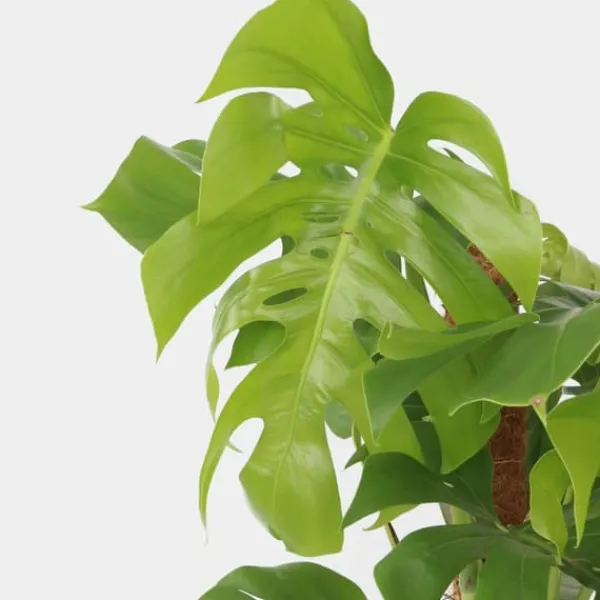 Clearance Fingerphilodendron - Monstera deliciosa - Højde 120-130cm - ⌀24cm Krukkeplanter Indendørs