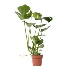 Krukkeplanter Indendørs^Fingerphilodendron - Monstera deliciosa - Højde 50-60cm - ⌀17cm