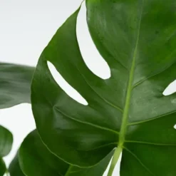 Krukkeplanter Indendørs^Fingerphilodendron - Monstera deliciosa - Højde 50-60cm - ⌀17cm