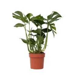 Krukkeplanter Indendørs^Fingerphilodendron - Monstera deliciosa - Højde 70-80cm - ⌀21cm