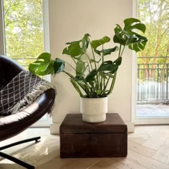 Krukkeplanter Indendørs^Fingerphilodendron - Monstera deliciosa - Højde 70-80cm - ⌀21cm