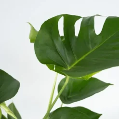 Krukkeplanter Indendørs^Fingerphilodendron - Monstera deliciosa - Højde 70-80cm - ⌀21cm