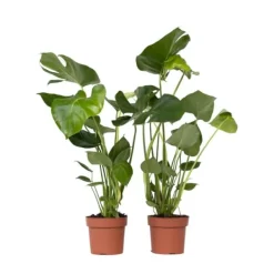 Outlet Fingerphilodendron - Sæt med 2 - Monstera deliciosa - Højde 50-60cm - ⌀17cm Krukkeplanter Indendørs
