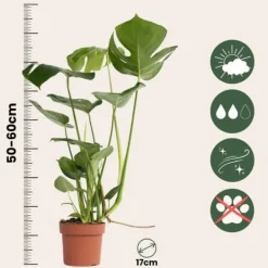 Outlet Fingerphilodendron - Sæt med 2 - Monstera deliciosa - Højde 50-60cm - ⌀17cm Krukkeplanter Indendørs