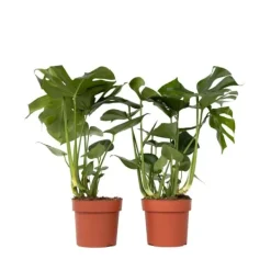 Krukkeplanter Indendørs^Fingerphilodendron - Sæt med 2 - Monstera deliciosa - Højde 70-80cm - ⌀21cm