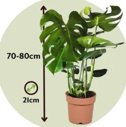 Krukkeplanter Indendørs^Fingerphilodendron - Sæt med 2 - Monstera deliciosa - Højde 70-80cm - ⌀21cm