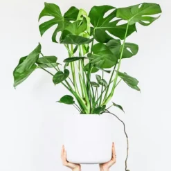 Krukkeplanter Indendørs^Fingerphilodendron - Sæt med 2 - Monstera deliciosa - Højde 70-80cm - ⌀21cm