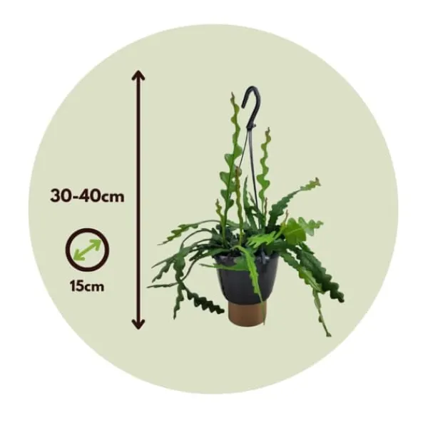 Krukkeplanter Indendørs^Fiskebenskaktus - Epiphyllum 'Anguliger' - Højde 30-40cm - ⌀15cm